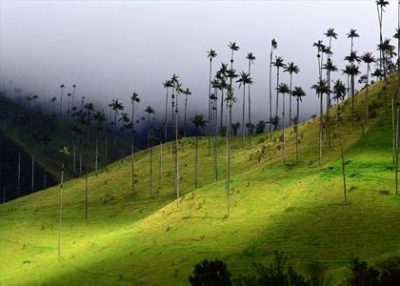 Национальный дерево Колумбии